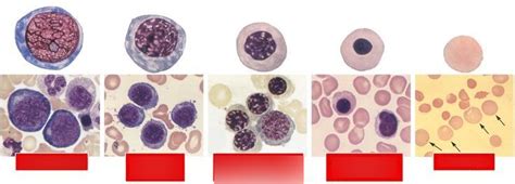 Erythropoiesis Diagram | Quizlet