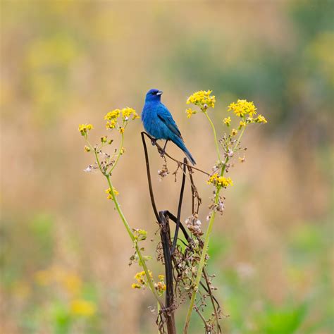 Indigo Bunting Photos, Download The BEST Free Indigo Bunting Stock ...