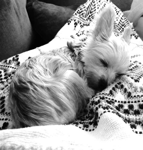 My sleeping yorkie princess | Yorkie terrier, Silky terrier, Yorkie