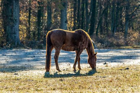 Young Mare Horse Grazing on the Green Farm Land with Sunlight Stock ...