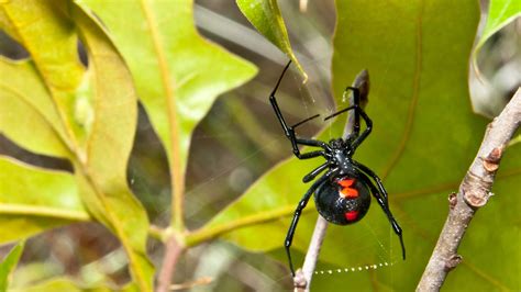 Black Widow Spider Habitat Map