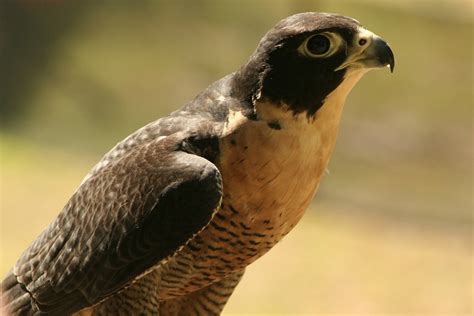 10 birds of prey to see in South Australia - Good Living