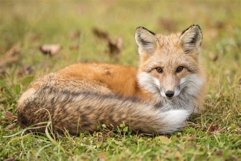 The Sierra Nevada Red Fox, One Of North America’s Rarest Mammals, Gains ...