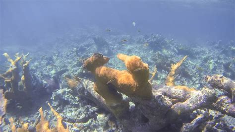 Snorkeling in Guardalavaca Beach | Snorkeling in Cuba