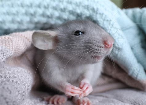 How To Care for Your Pet Rat | PetMD