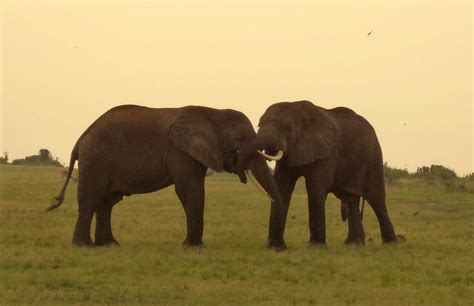 ANIMALS IN UGANDA’S NATIONAL PARKS - Uganda Wildlife Safaris, Uganda ...