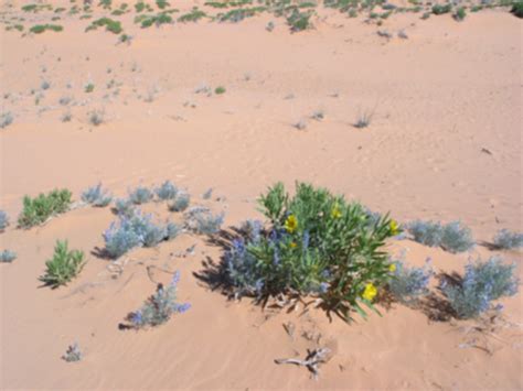 Coral Pink Sand Dunes State Park - Wikitravel