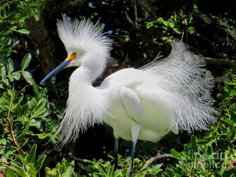 Little Egret Breeding Plumage