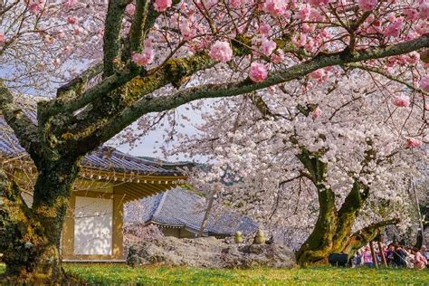 12 điểm ngắm hoa anh đào đẹp nhất thành phố cổ kính Kyoto Nhật Bản