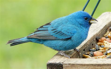 Male Indigo Bunting - FeederWatch