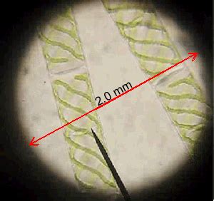 biology-microscopy field of veiw