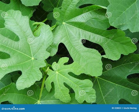 Fig Leaves Stock Photos - Image: 22803