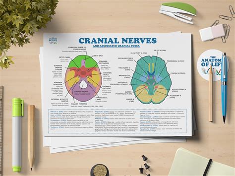 Cranial Nerves Anatomy Printable Poster - Etsy