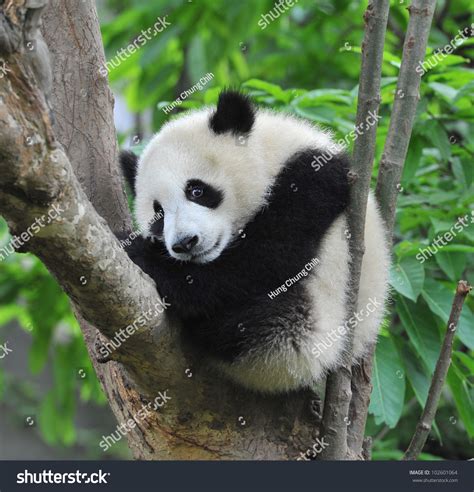 Giant Panda Bear Sleeping In Tree Stock Photo 102601064 : Shutterstock