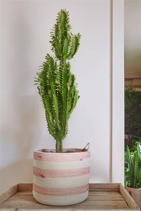 How to Grow Euphorbia as Houseplants — FLORA GRUBB GARDENS