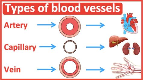 Types of blood vessels | Artery, capillary & vein | Easy learning video ...