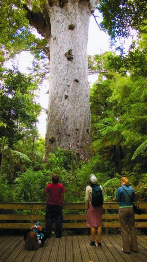 Tane Mahuta - The Biggest Kauri tree - Up North - Travel, Local, Art