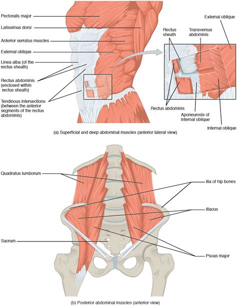 Female Abdominal Muscles Diagram