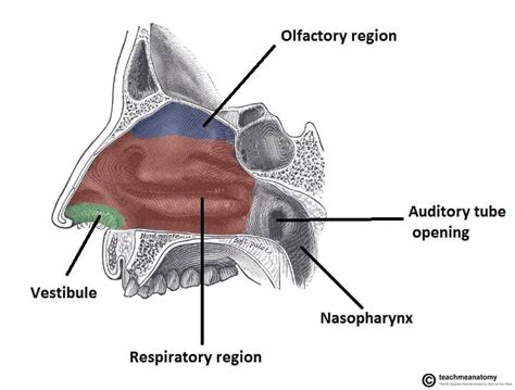 The Nasal Cavity - Structure - Vasculature - Innervation - TeachMeAnatomy