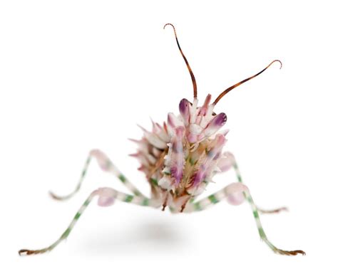 Spiny Flower Mantis Images | Free Vectors, Stock Photos & PSD