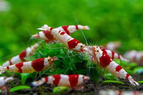 Freshwater Shrimp for Aquarium • (Types, Tank Mates & Care)