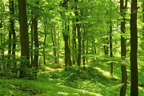 Beech Forest, Northern Spain. | Tree forest, Forest wallpaper, Forest ...