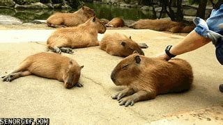 capybara gifs for the stressed student