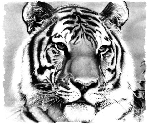 Realistic Pencil Drawing Of A Tiger Drawing by Debbie Engel