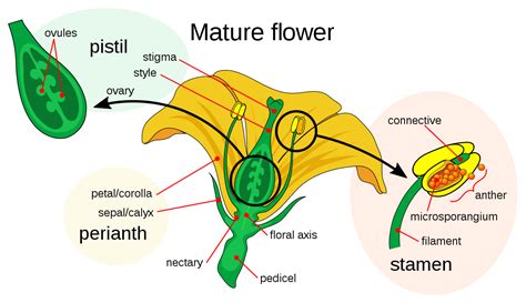 Sepal - Wikipedia