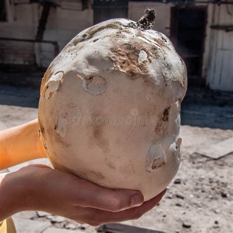 Giant Puffball is Edible and Medicinal Mushroom Stock Photo - Image of ...