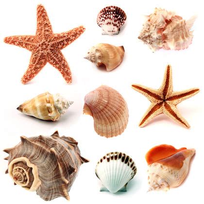 Mollusks - body, used, water, process, life, animals, oxygen, air