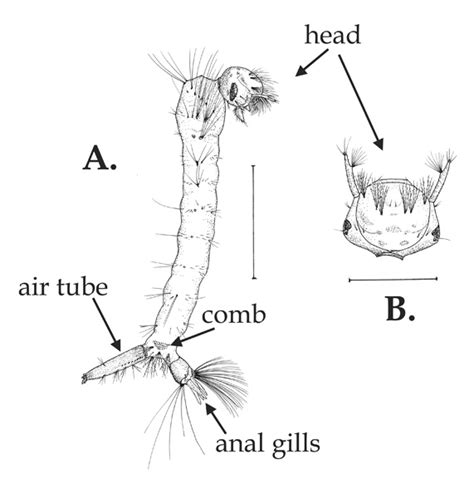 Illustrations of life stages of Culex quinquefasciatus by Joe MacGown