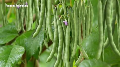 How to Growing, Planting, Harvesting Snap Beans Amazing Agriculture ...