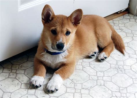 40 Times Corgis Mixed With Other Breeds, And The Result Was Absolutely ...