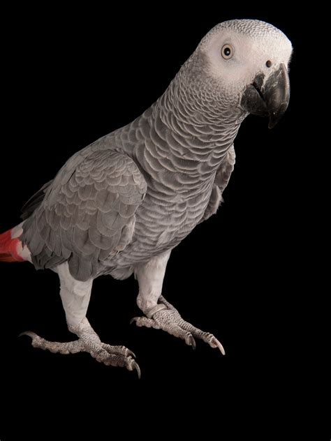 african grey parrot breeding behavior - attendingaweddingoutfitblackwomen