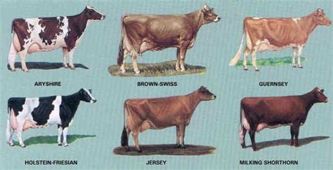 5 dairy breeds that you should consider in dairy farming in Kenya ...