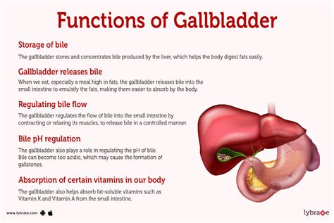 Gallbladder Structure And Function Of Digestive System, 51% OFF