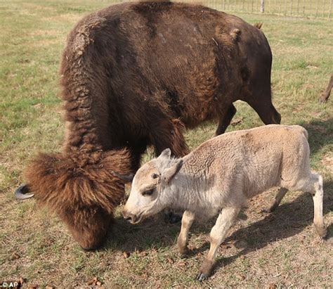 ESP: The Prophecy of White Buffalo Calf Woman