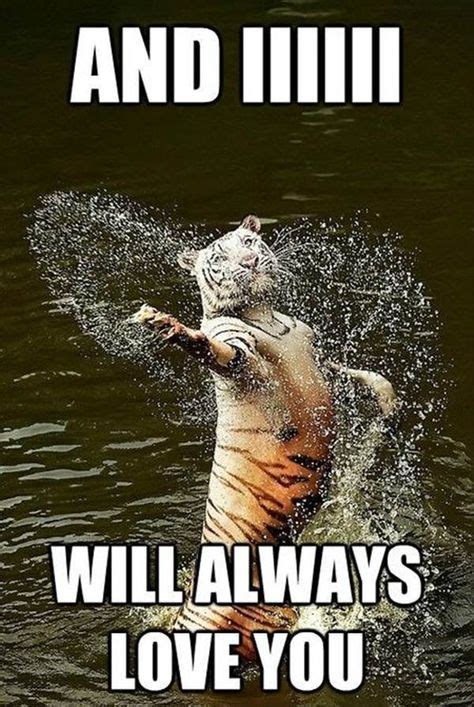 19 Tiger Memes ideas | funny animals, animal memes, animal pictures