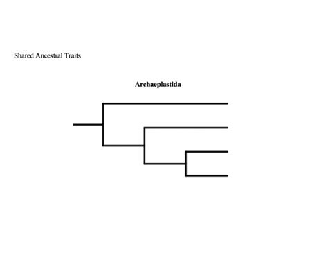 Archaeplastida Phylogeny (Simple Plants) Quiz