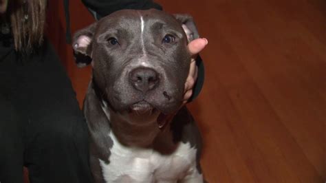 Berkeley officer shot 'aggressive' pit bull off its leash - ABC7 Chicago