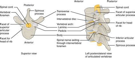 The Vertebral Column | Anatomy and Physiology I