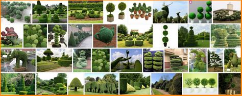 Topiary Trees, What Trees are Used For Topiary? | Tree Types