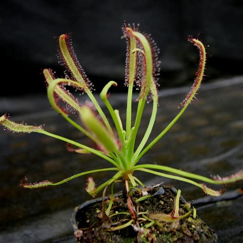 Drosera capensis, Cape Sundew – Carnivero