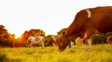 cows grazing in a field sunset - Faded Spring