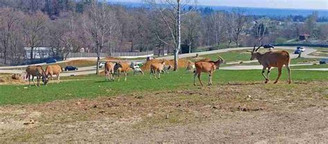 Wildlife parks and Zoos in Italy - Bimbe In Viaggio