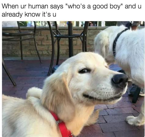 28 Hilarious Dog Memes For 2018 - QuotesHumor.com | QuotesHumor.com