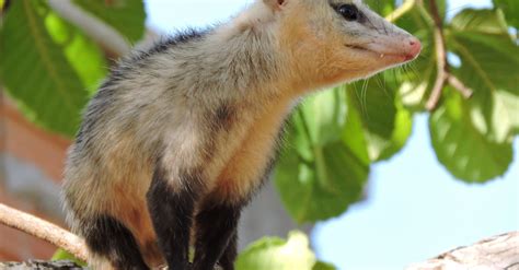 Opossum sitting on tree in countryside · Free Stock Photo