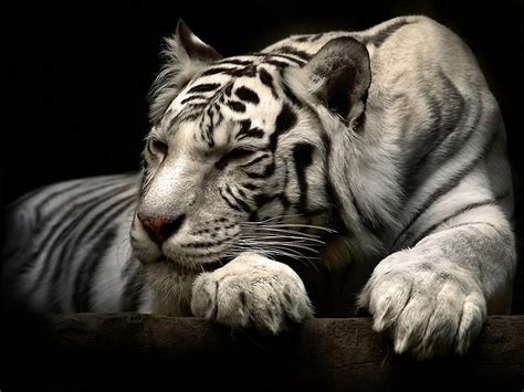 290+ Weißer Tiger HD Wallpapers und Hintergründe