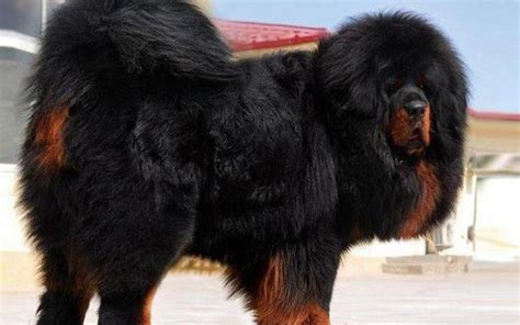 Tibetan Mastiff Dog Breed Information and Photos